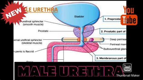 porn urethra